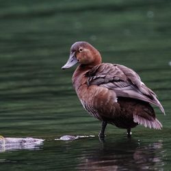 Close-up of duck in lake