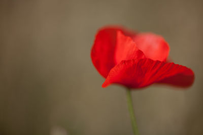 Close-up of red poppy flower