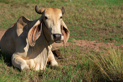 Cow standing in a field