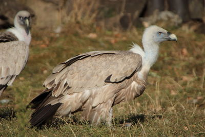 Side view of a bird on field