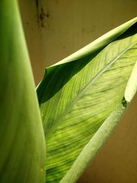 Close-up of leaf