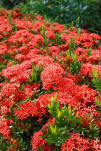 Close-up of red flowering plant