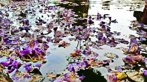 Close-up of pink flowers in water