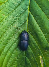 Close-up of insect on leaf. stag-beetle on  leaf