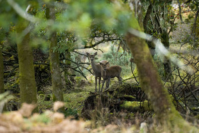 Roe standing by trees in forest