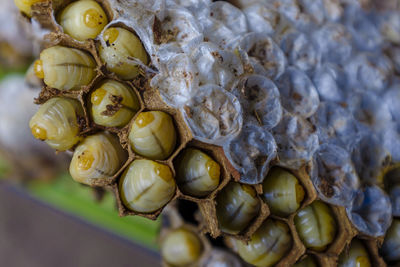 Close-up of insect larvae