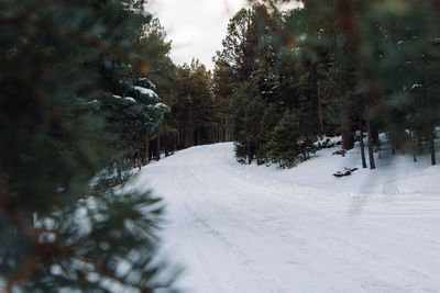 Trees on snow covered field