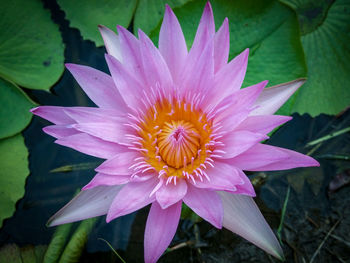 Close-up of flower blooming outdoors