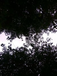 Low angle view of trees against lake