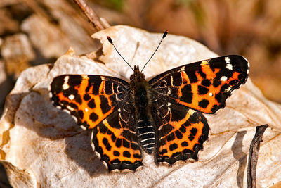 Close-up of butterfly