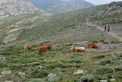 View of cattle on pasture