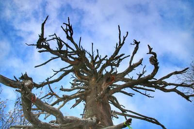 Low angle view of tree against sky