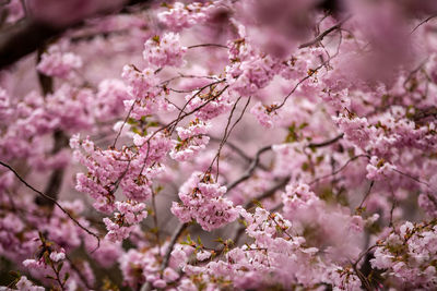 Close-up of pink cherry blossoms in spring