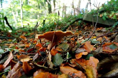 Close-up of leaves in forest