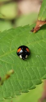 Close-up of ladybug on leaf