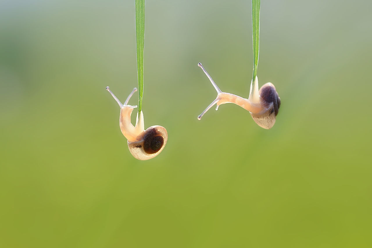 no people, plant, animal wildlife, nature, close-up, animal, invertebrate, animal themes, green color, day, animals in the wild, growth, one animal, outdoors, hanging, copy space, beauty in nature, focus on foreground, fragility, mollusk, green background