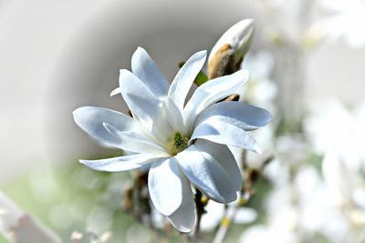 Close-up of white flowering plant