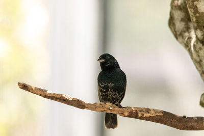 Close-up of bird perching on branch