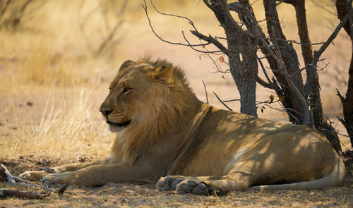 Lioness looking away