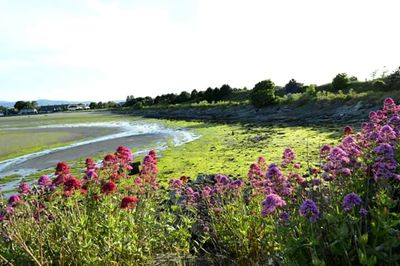 Pink flowers blooming in park