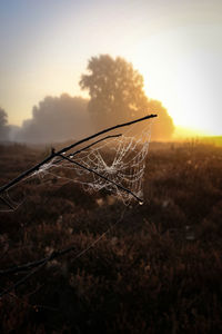 Close-up of spider web on field against sky during sunset
