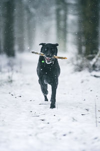 Black labrador retriever running in the winter snow