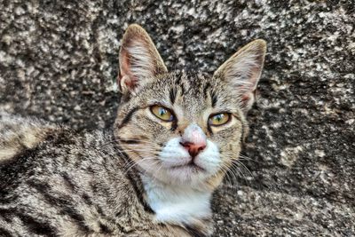 Close-up portrait of tabby cat