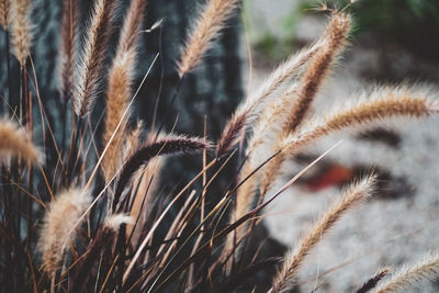 Close-up of wheat growing on field