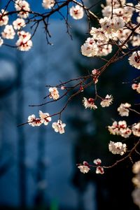 Close-up of cherry blossom