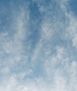 Low angle view of birds flying in sky