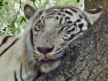 Close-up of a white tiger