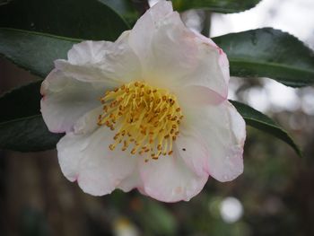 Close-up of flower blooming outdoors