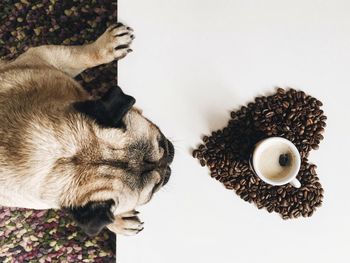 Directly above shot of pug by cup and heart shape coffee beans