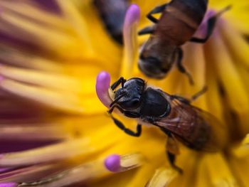 Close-up of honey bee pollinating on flower