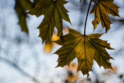 Close-up of maple leaves on branch