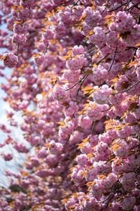 Close-up of coral in sea