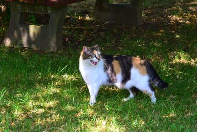 Cat on field