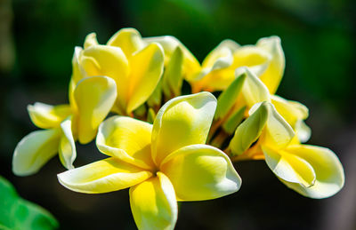 Yellow flower frangipani, also called plumeria, genus of flowering plants in the family apocynaceae