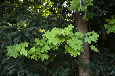 Close-up of green leaves growing on plant