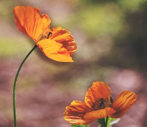 Close-up of orange flower against blurred background