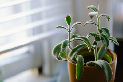 Close-up of potted plant