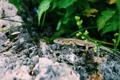Close-up of lizard on rock