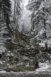 Snow covered land and trees in forest