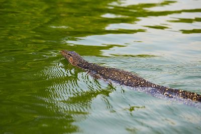Lizard swimming in lake