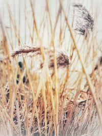 Close-up of wheat in grass