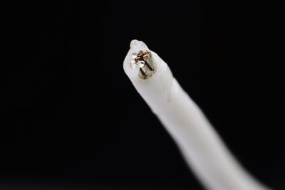 Close-up of white horse against black background