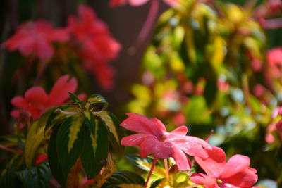 Close-up of pink flowers