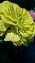 Close-up of yellow flowering plant