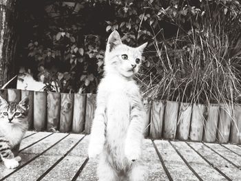 Portrait of cat sitting outdoors