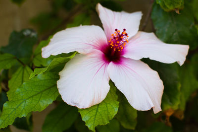 Close-up of white flower